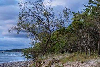 夢幻西游sf一條龍